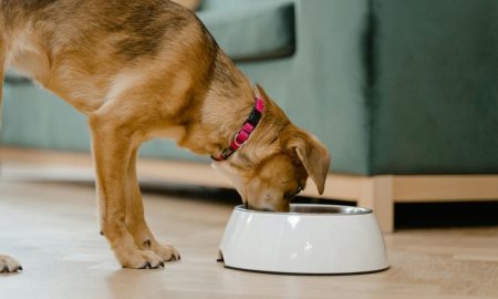 Can dogs have chicken stock?