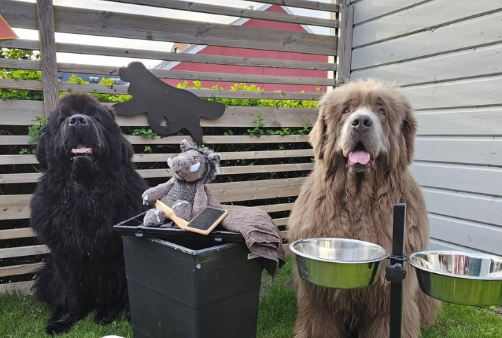 Newfoundlands charm their way to bites