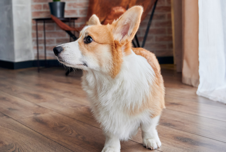 Dog listens to quiet hidden sounds