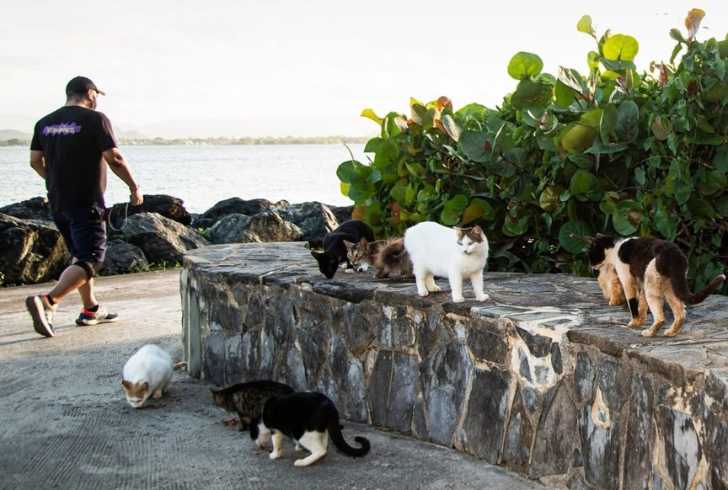 Feral cats have roamed the streets of Old San Juan, Puerto Rico.