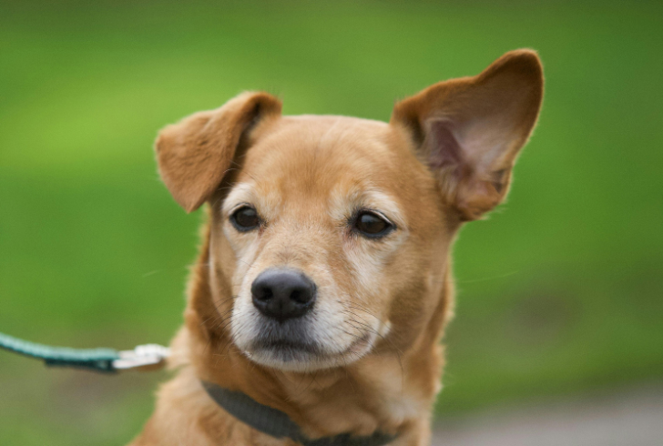 Dog tilts ears to hear sound