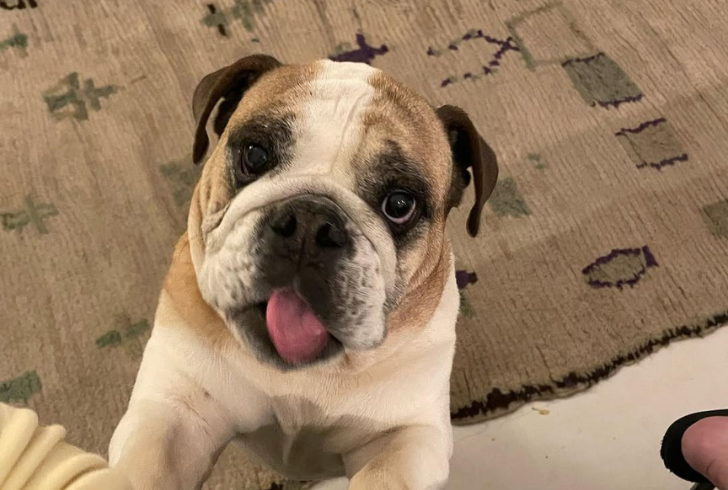 Joan Bulldog