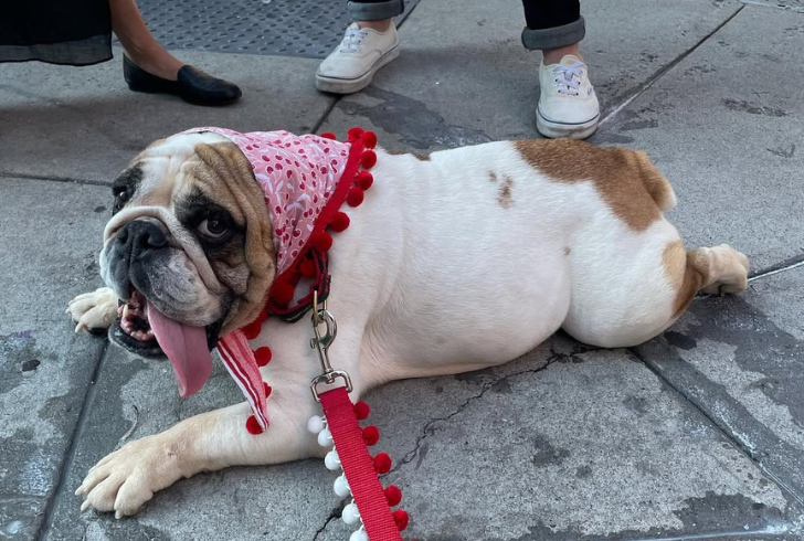 Bulldog on Street 