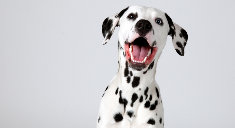 Paw Patrol Dog Breeds: Discover Your Pup's Hero!