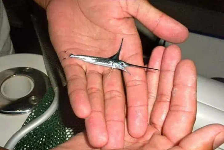 Tiny swordfish rests in person’s palm