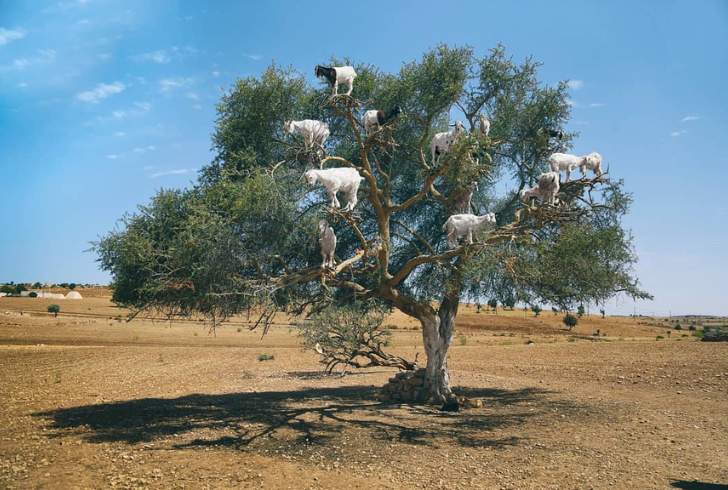 Goats stand high in argan tree