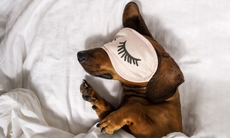 An adult red-haired dachshund is resting in a white bed and wearing pink glasses for sleeping. Dachshund sleeping in bed. Side view.