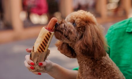 Curious fluffy poodle sniffs hot dog held by woman with red nails, funny urban pet moment at outdoor café or street.