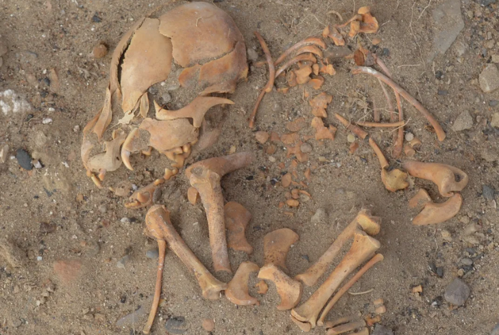 Chihuahua linked to ancient dog DNA