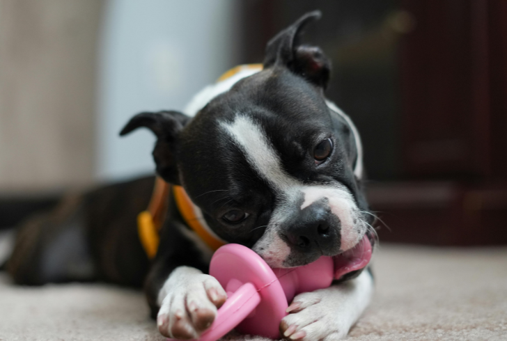 Dog playing with safe chew toy