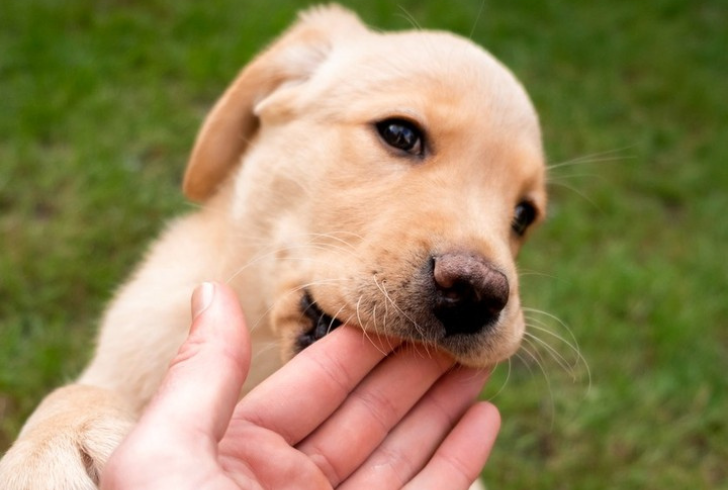 Dog cobbing with soft front teeth