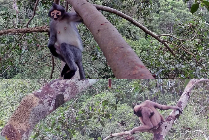 Saban Gray leaf monkey and gibbon on tree