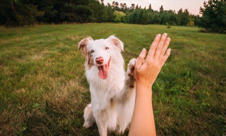Dog gives paw to a woman making high five gesture