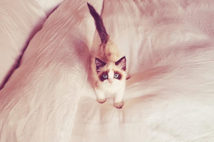 Meredith Grey and her furry siblings stole Taylor Swift's heart.