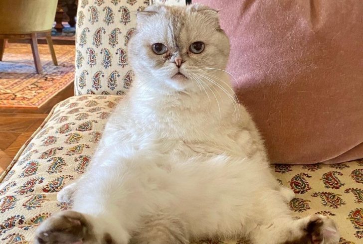 Meredith Grey and her furry siblings stole Taylor Swift's heart.