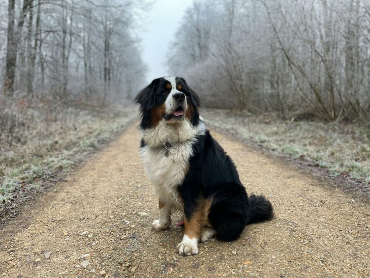 best big dogs for apartments