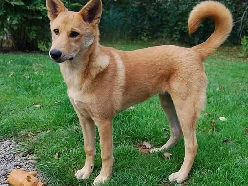 Canaan dog