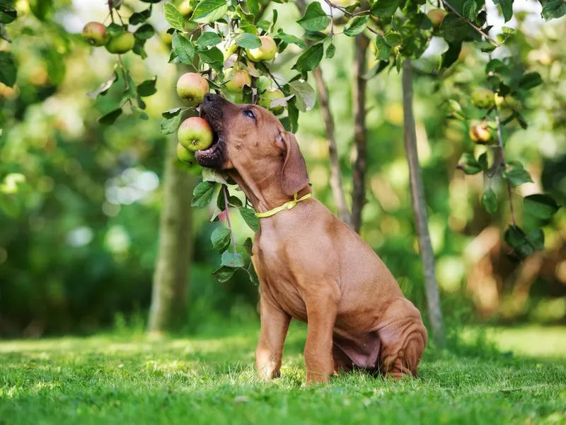 ridgeback