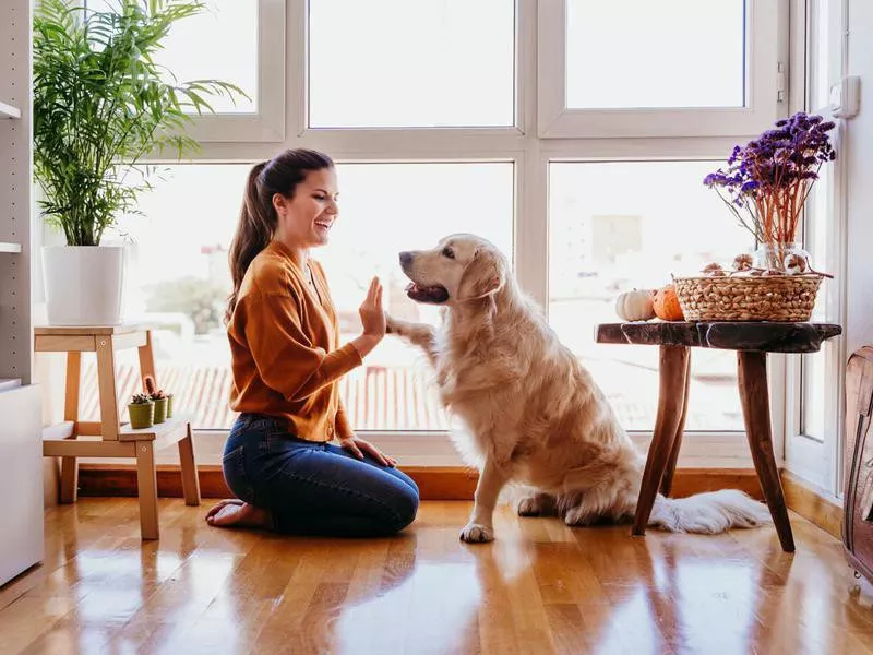 Doggy high-five