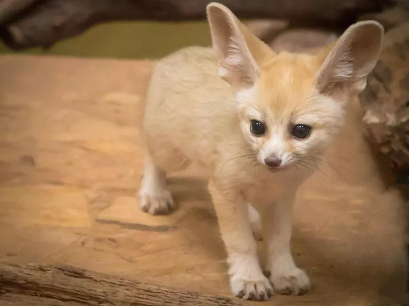 Fennec Fox