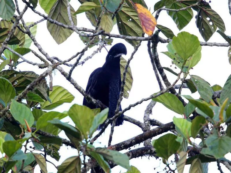 Long-wattled Umbrellabird