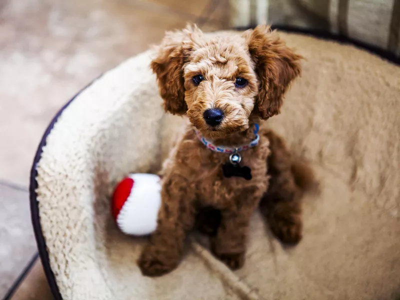 Red toy poodle puppy