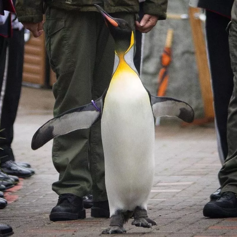 Sir Nils Olav