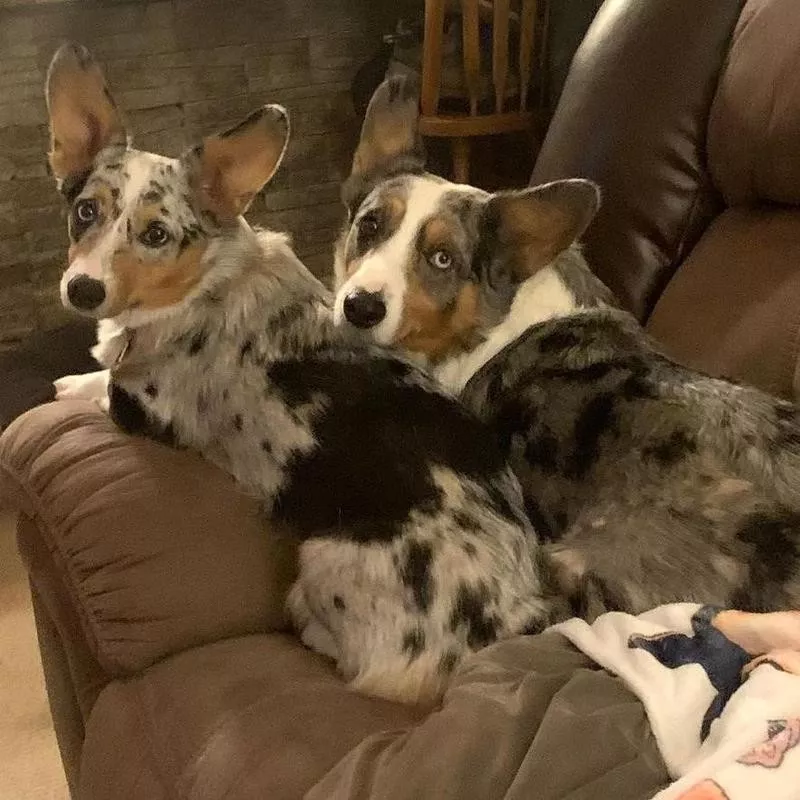 Cardigan Welsh Corgi