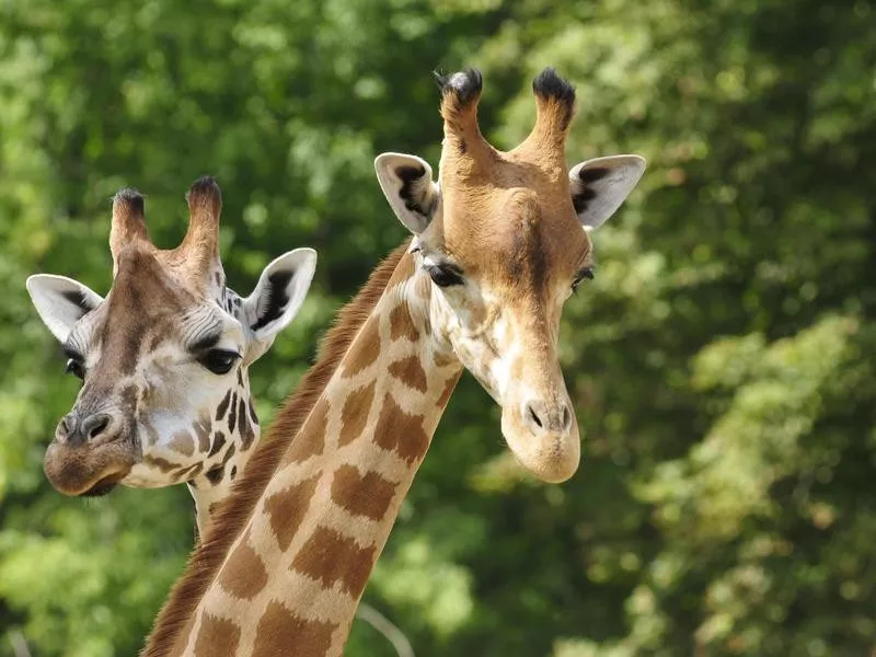 Giraffes