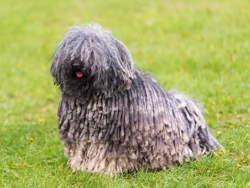 Goofiest Dog Breeds: Puli