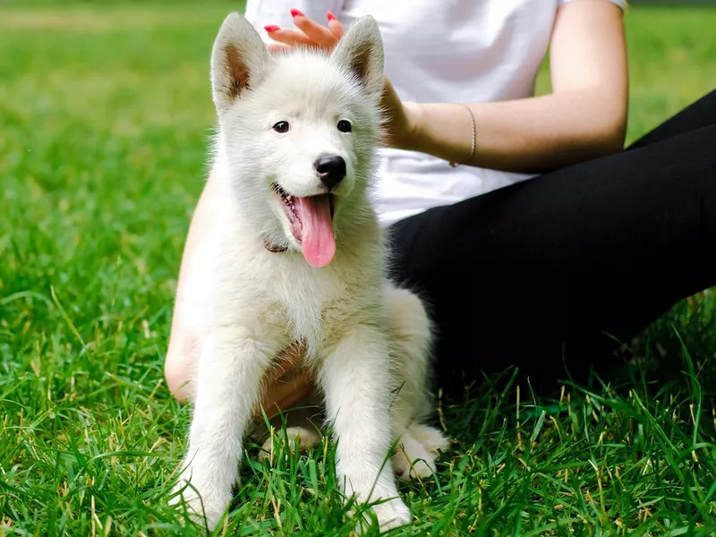 Puppy in the park