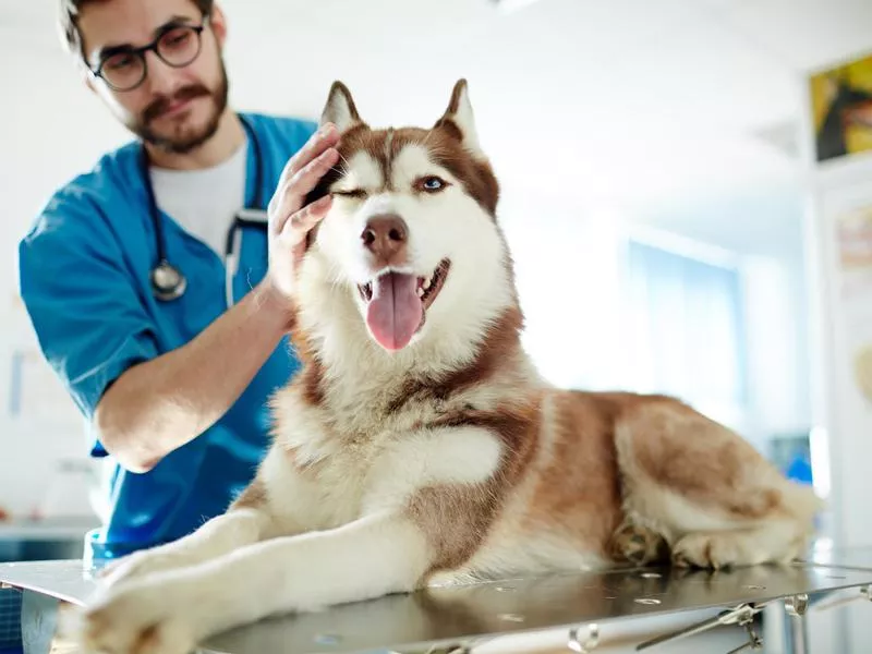 Husky at the vet