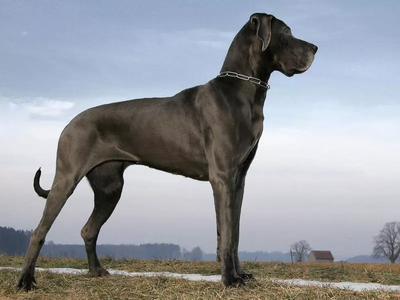 great dane