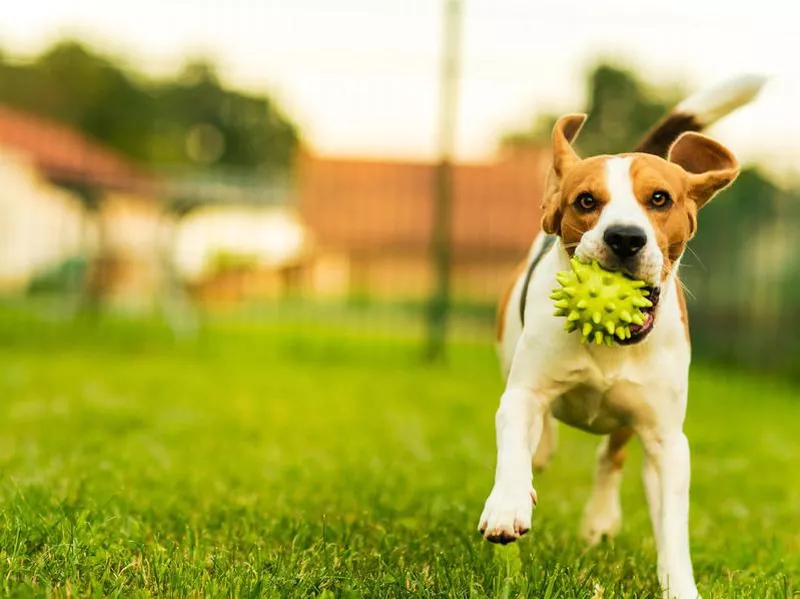 online dog training