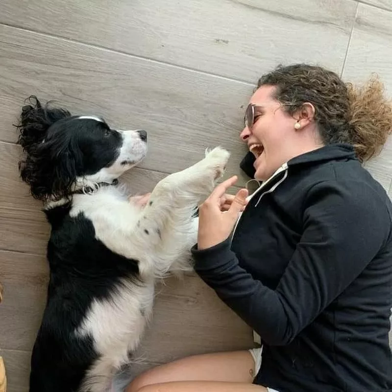 English Springer Spaniel