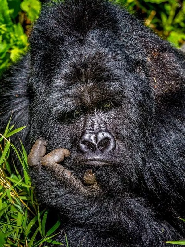 gorilla