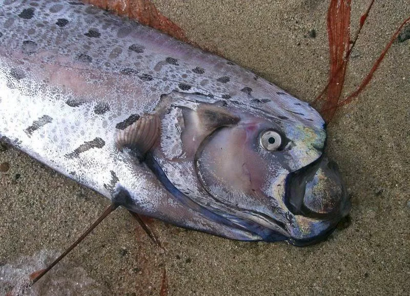 Oarfish, close up