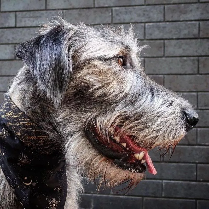 Irish Wolf Hound