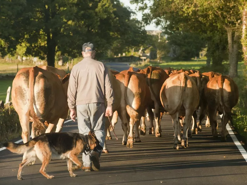 Man and German Sheperd Dog Herding