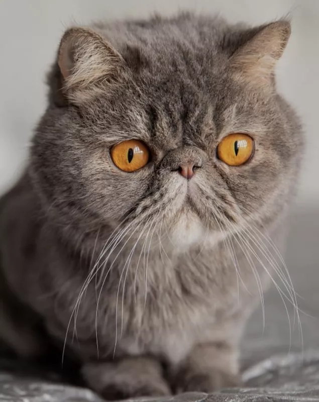 Brown exotic shorthair