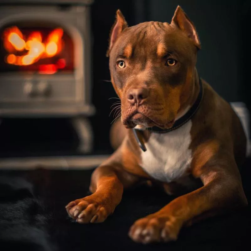 regal pitbull indoors