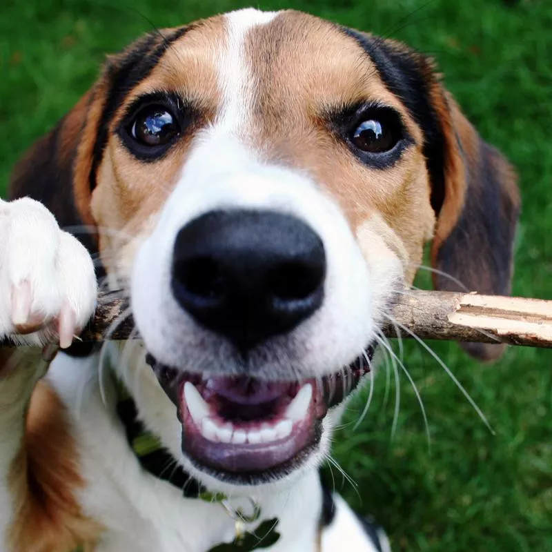 Dog with a stick