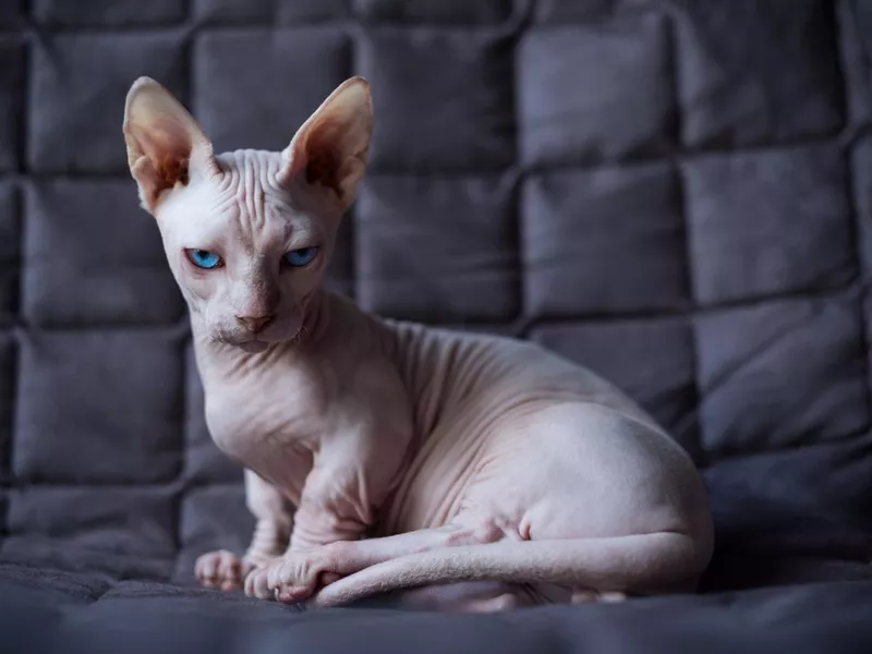 Sphynx