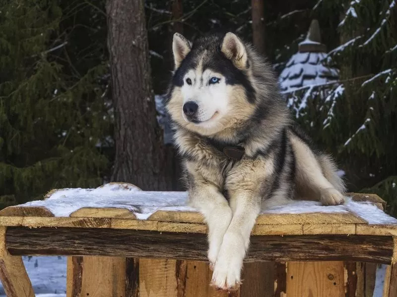 Alaskan Malamute