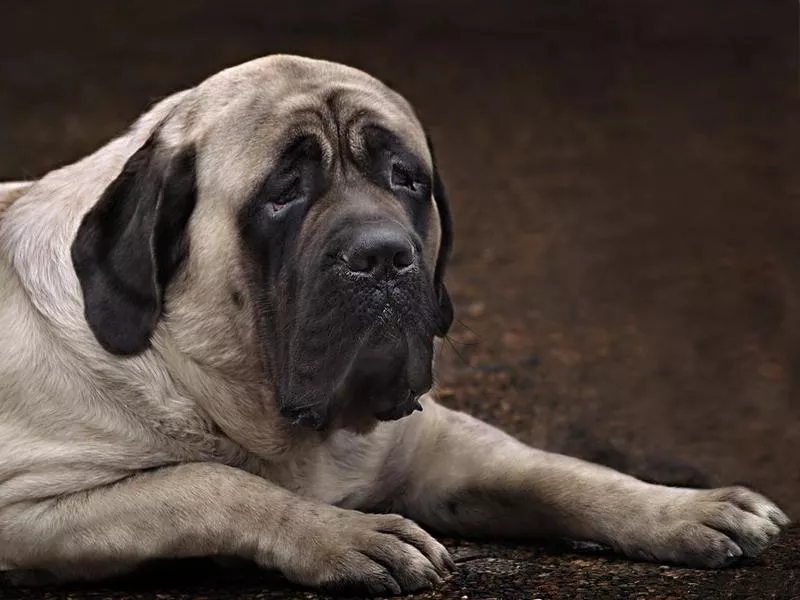 English Mastiff