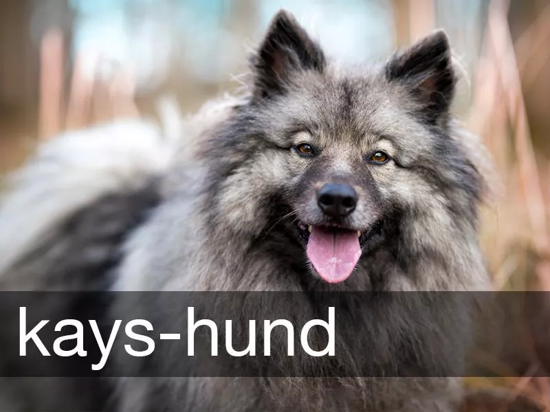 Keeshond