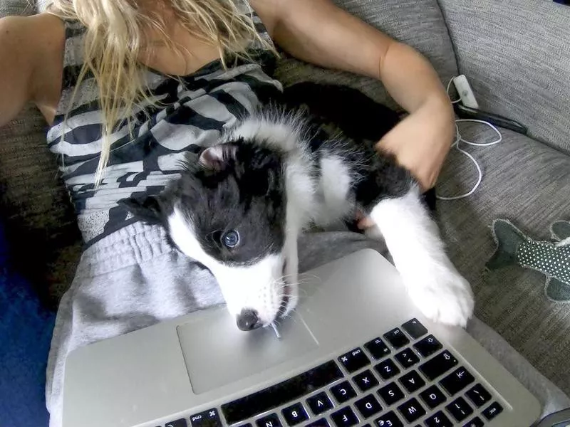 Young woman works from home with border collie puppy