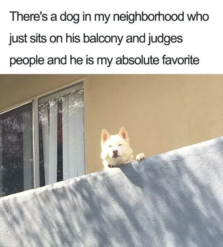 Judgmental dog meme