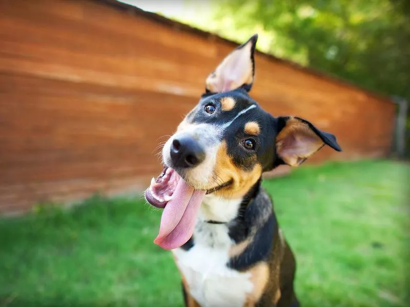 Silly dog in front of barn