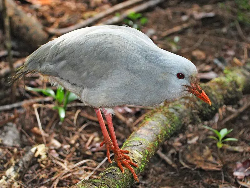 Kagu